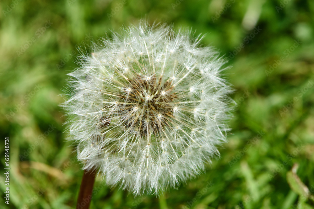 Fototapeta premium Close-up of a dandelion