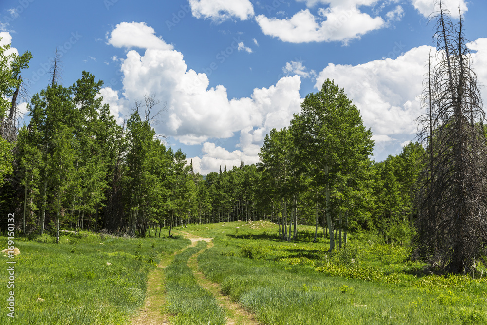 Four Wheel Drive Trail in Utah