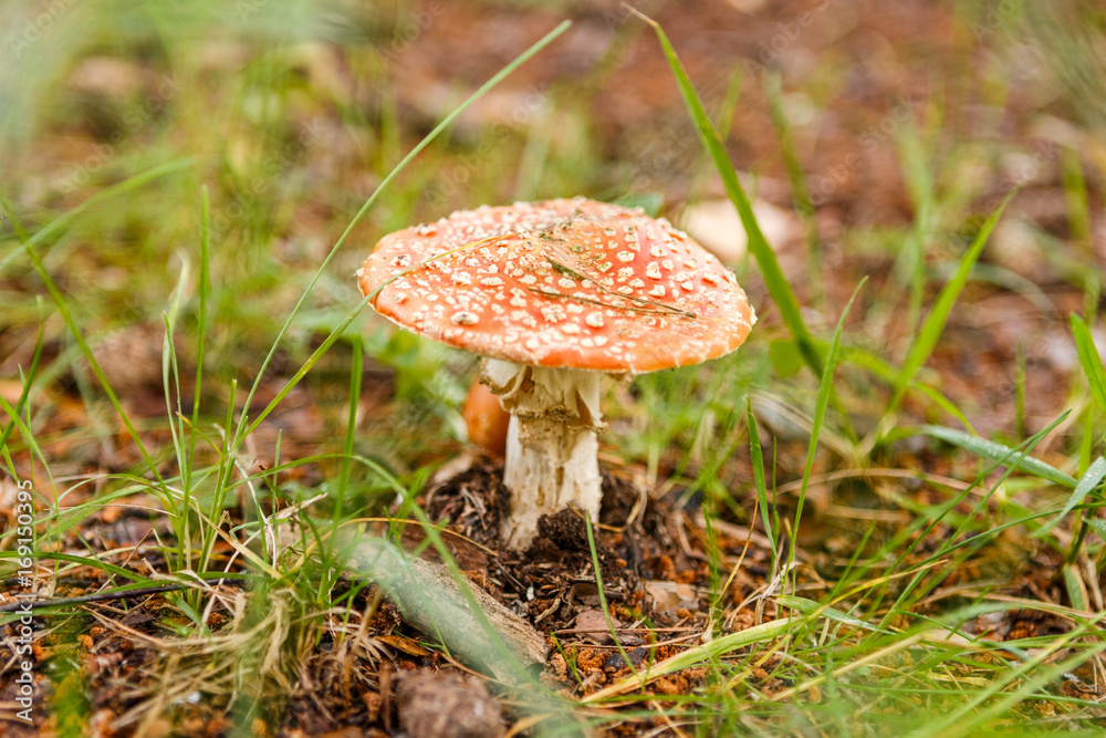 Mushroom fly agaric among grass Mushroom fly agaric among grass