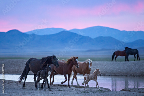 Wild horses at watering hole at dusk