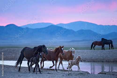 Принти на полотні Wild horses at watering hole at dusk