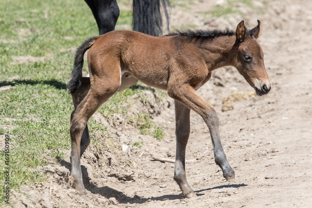 Wild mustang foal along Pony Express Wild mustang foal along Pony Express