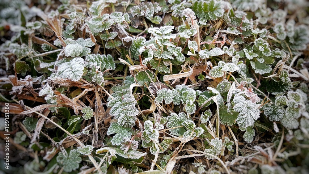 Brina mattutina