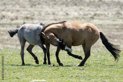 Wild mustang horses playing in the desert