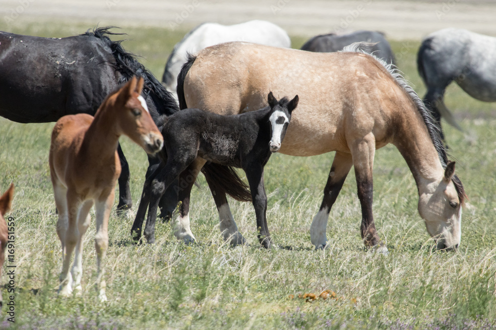 Wild mustang foals with herd in field Wild mustang foals with herd in field