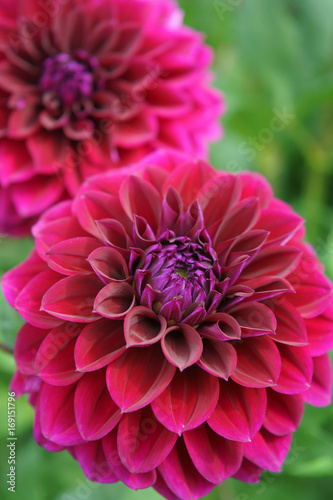 Fototapeta Naklejka Na Ścianę i Meble -  Dahlia Diva