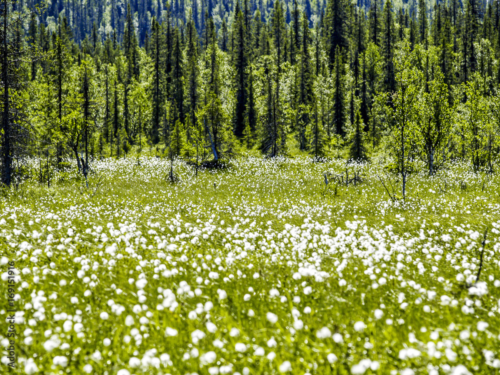 Obraz premium Wollgras, Schweden, Norrland, Lappland