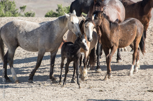 Wild horses standing over young protecting it