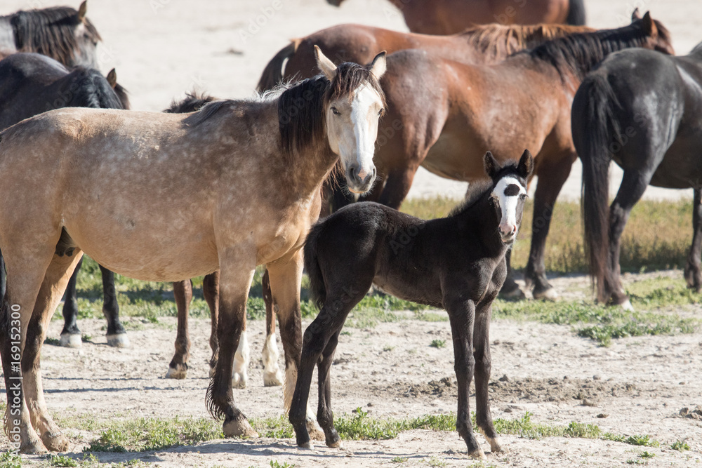 Wild mustang foal with herd in desert Wild mustang foal with herd in desert