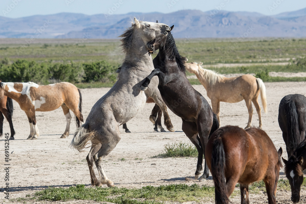Fototapeta premium Wild mustang horses sparing in the desert
