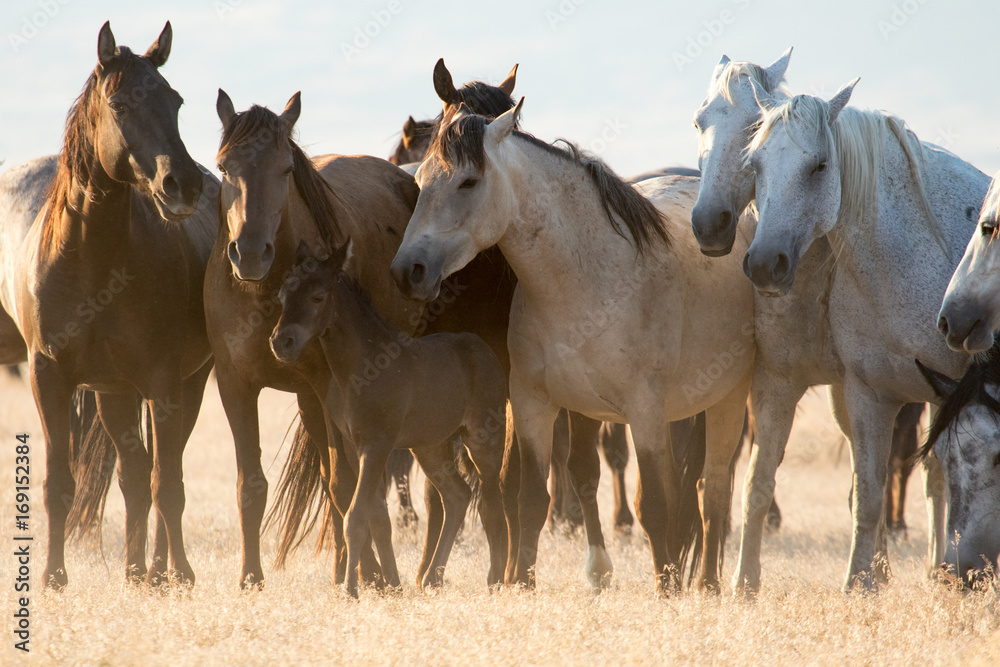 Group of wild horse mares protecting young pony