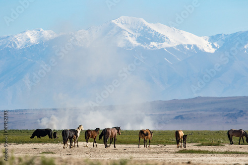 View wild horses with snow covered mountains