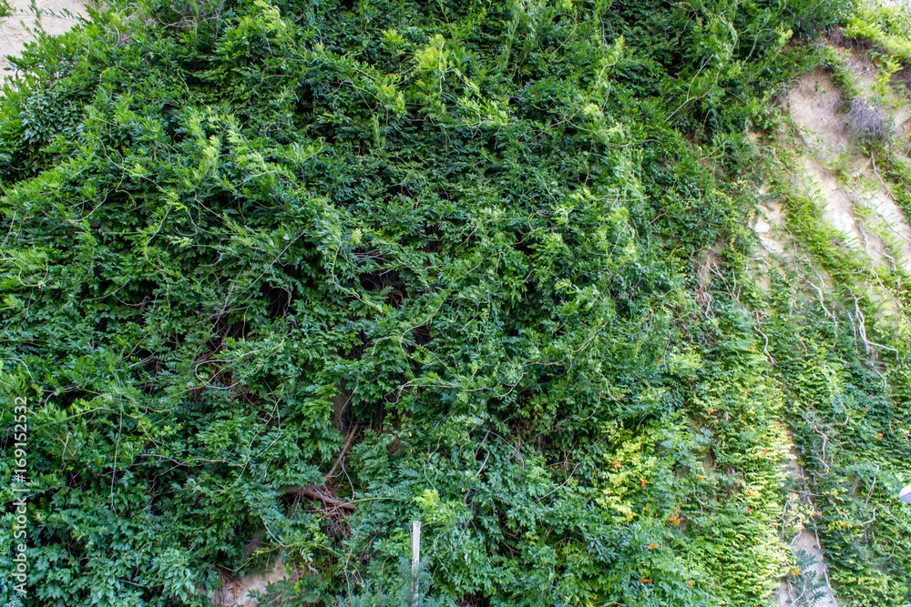 Obraz premium Nature, vegetation