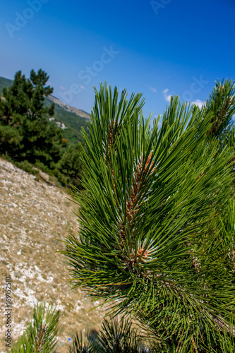 Nature  vegetation