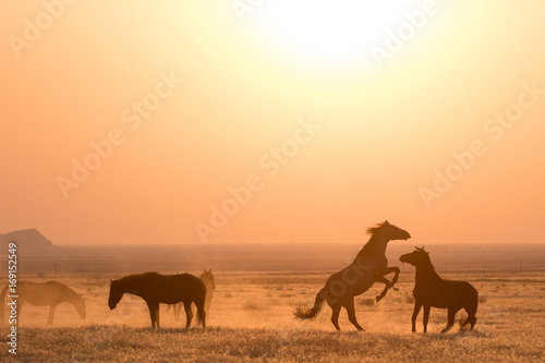 Wild horses silhouetted against an orange sky