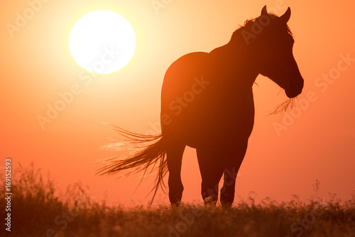 Wild horse silhouette in crimson sunset along Pony Express