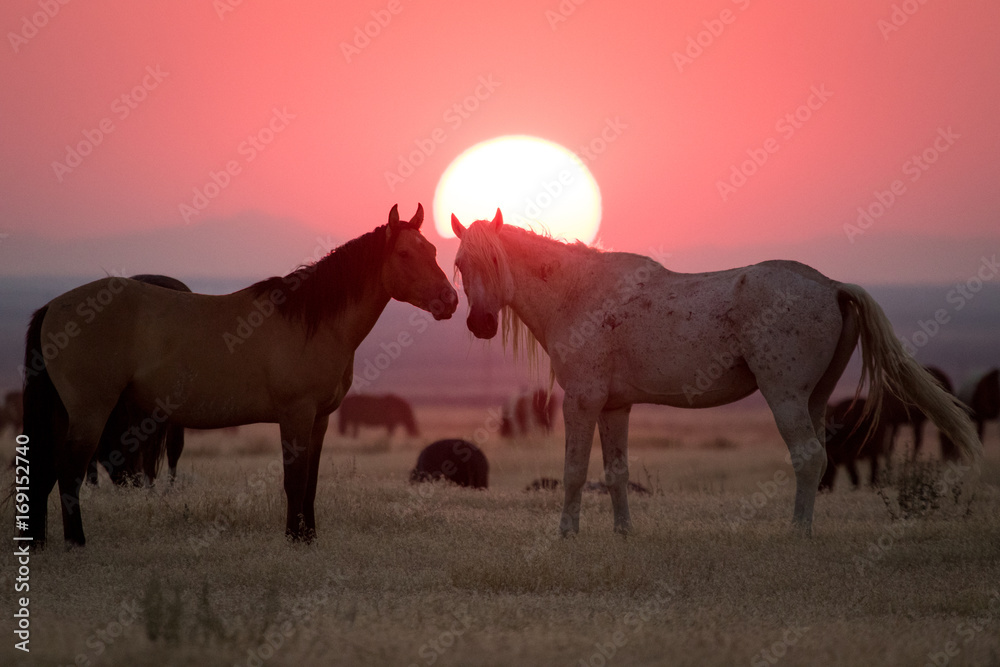 Obraz premium Wild horses in crimson sunset along Pony Express