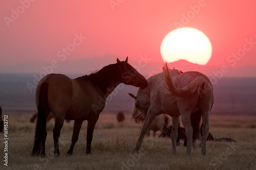 Wild horses with crimson sunset along Pony Express