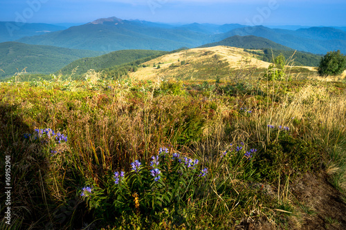 Fototapeta Naklejka Na Ścianę i Meble -  Bieszczady, alpejska łąka na Bukowym Berdzie, w oddali Połonina Caryńska