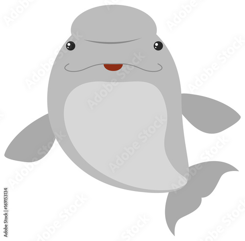 Beluga whale on white background