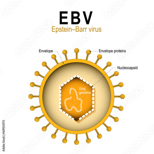diagram of the structure of EBV photo