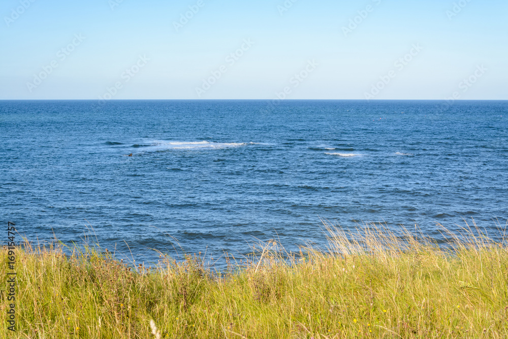 Sea with green tall grass