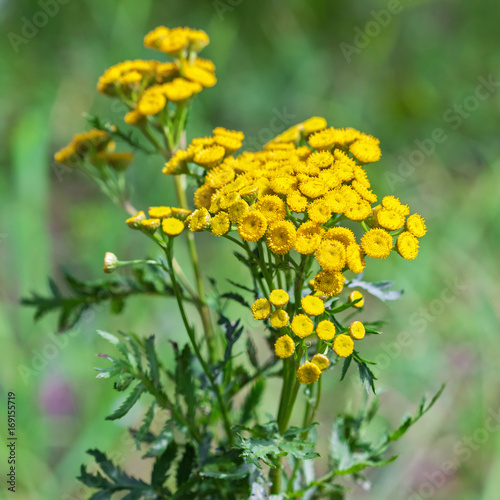 Wild medicinal plant tansy  lat. Tanacetum vulgare 