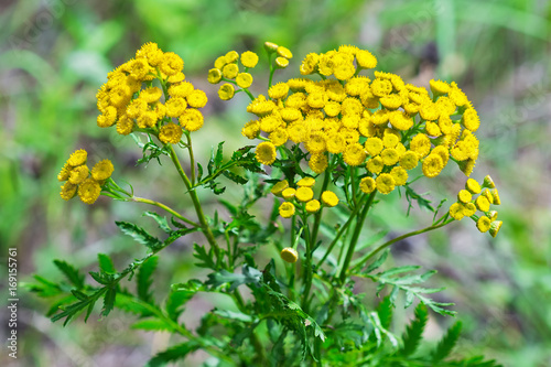 Wild medicinal plant tansy (lat. Tanacetum vulgare)