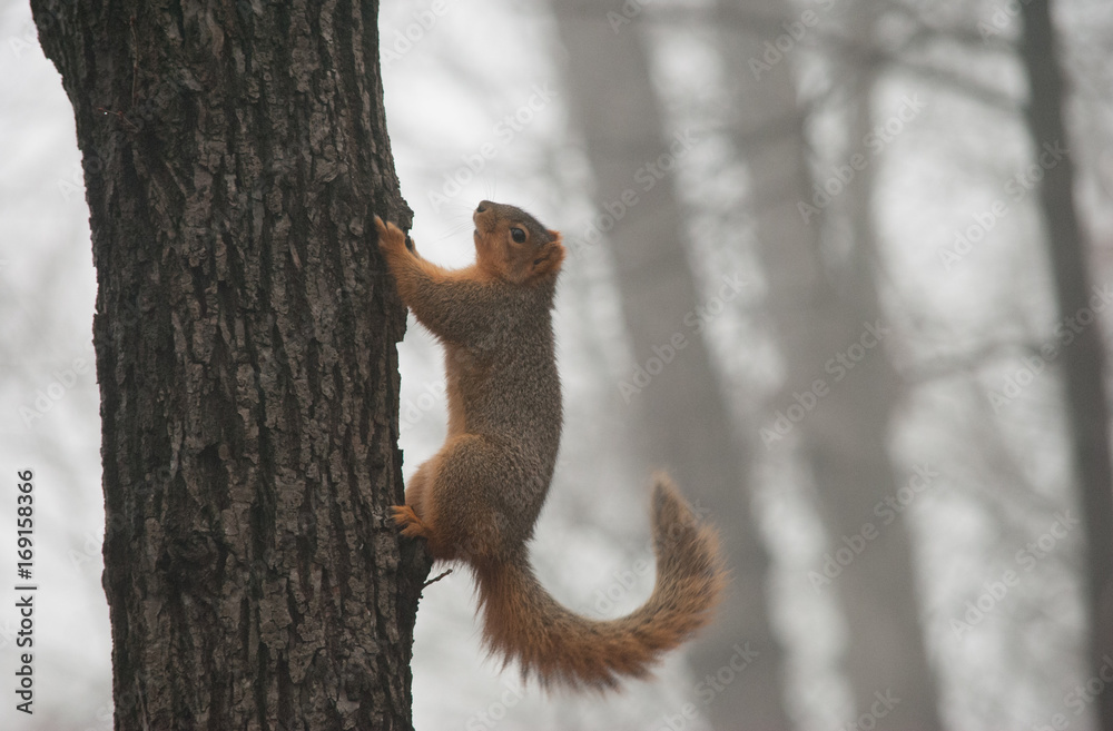 Foggy Squirrel 2