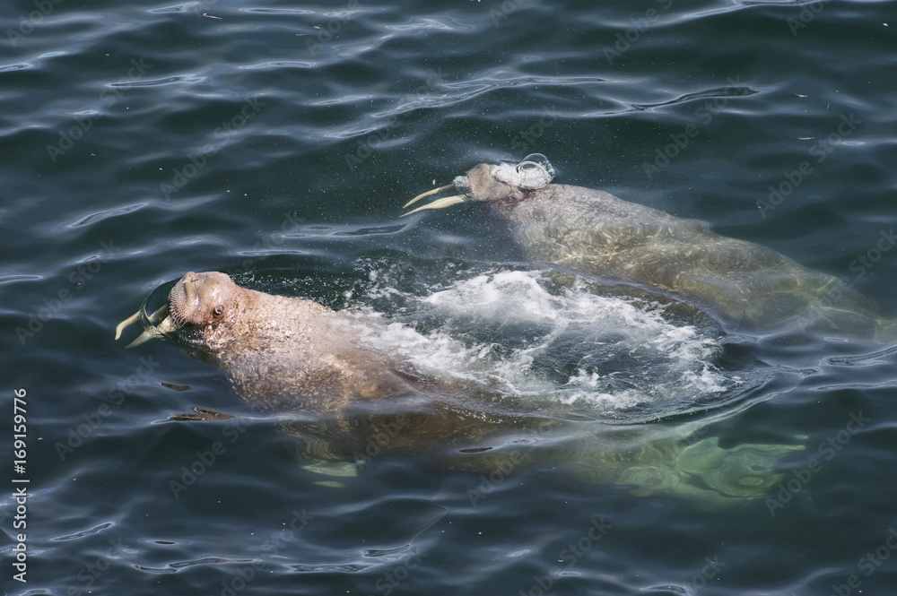 Obraz premium Swimming walrus (Odobenus rosmarus divergens), Round Island, Walrus Islands State Game Sanctuary, Bristol Bay, Alaska