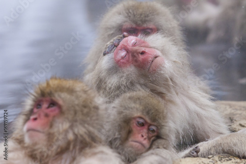 地獄谷野猿公苑の猿 © 俊樹 高椋