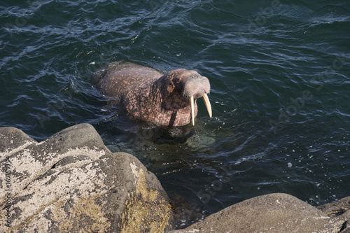 Swimming walrus (Odobenus rosmarus divergens), Round Island, Walrus Islands State Game Sanctuary, Bristol Bay, Alaska