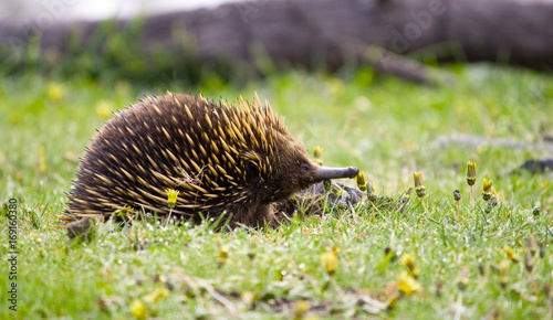 Photos A Short Beaked Echidna wandering through the Dandelions at Sugarloaf Reservoir