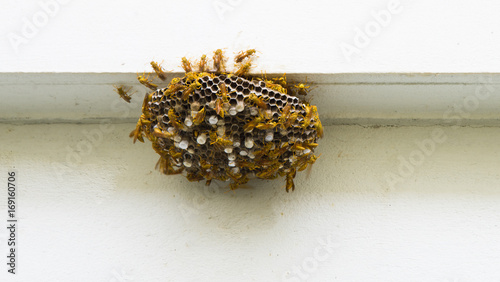 Quadro su tela Group of Hornet in nature