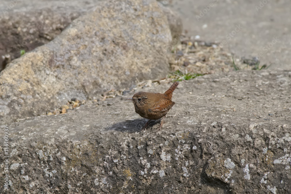 Troglodytes troglodyte
Troglodytes troglodyte