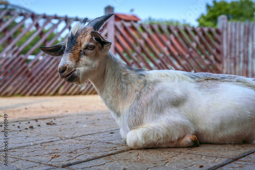 Beautiful goat in the pen