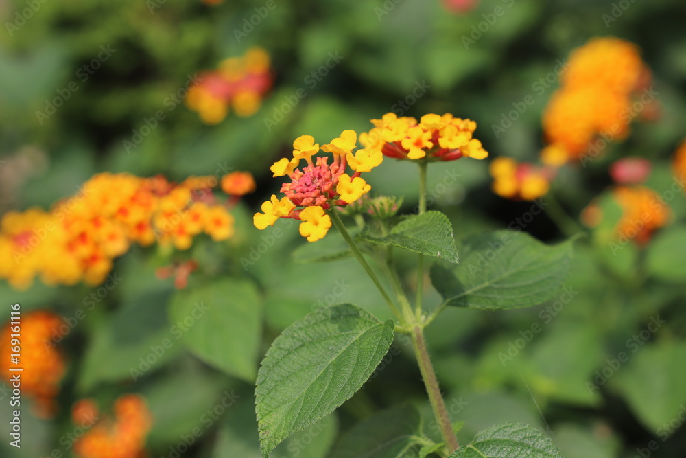 花 花