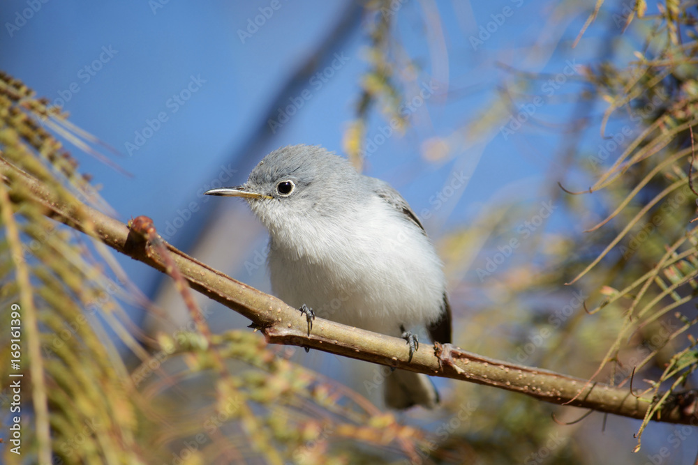 Perlita grisazul Perlita grisazul