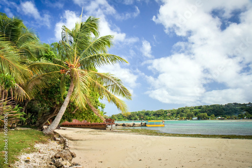 Coconut Palm Erakor Lagoon Vanuatu © vekidd