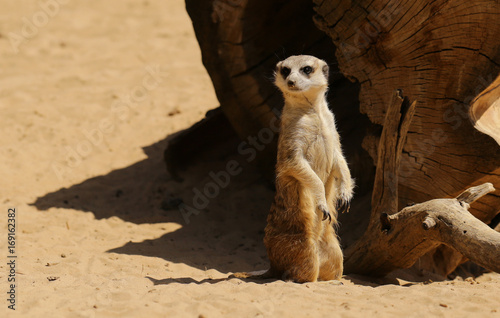 cute surakat standing in the desert
 photo