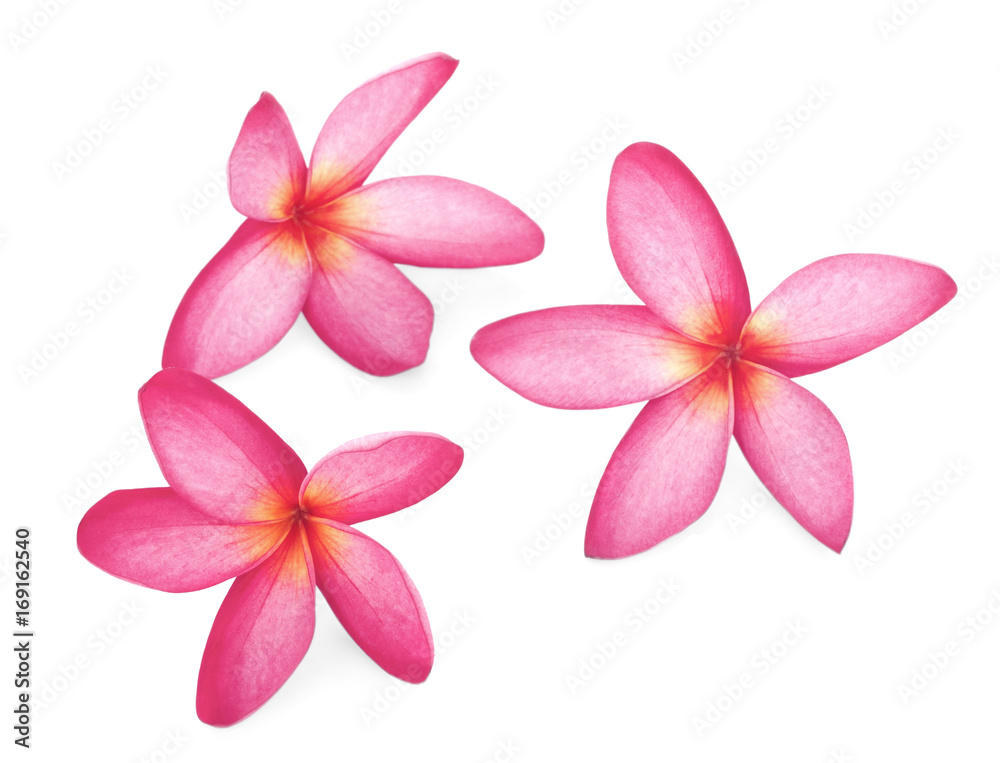 leelawadee flowers leelawadee flowers