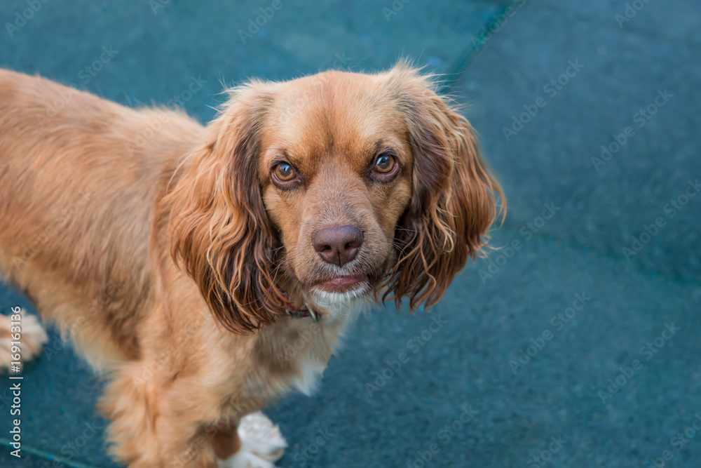 Pet dog red cocker spaniel, closeup, portrait, selective focus