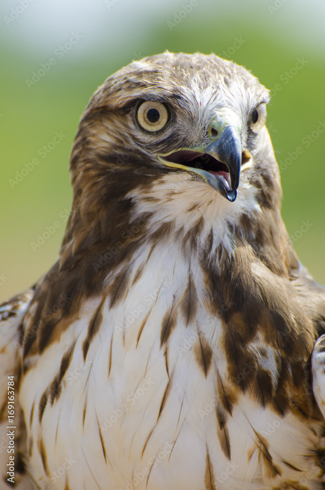 Obraz premium Red-tailed Hawk Frontal View