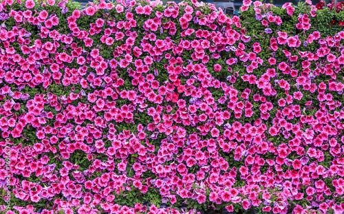 Flowers plant wall