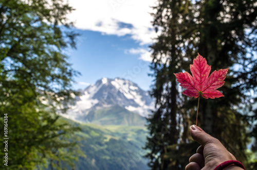 Forest red leaf photo