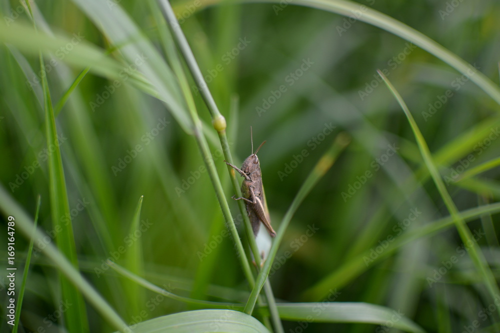 Grasshopper Grasshopper