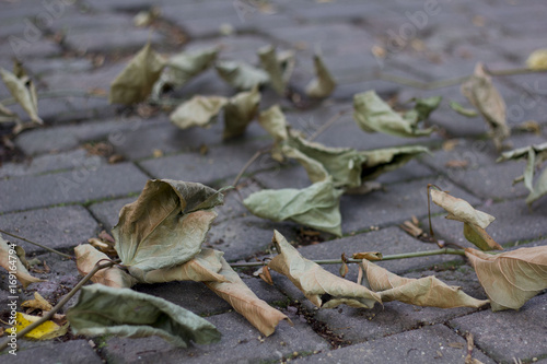The fallen from the trees and lying on the sidewalk for pedestrians yellowed foliage of maple, autumn season, defocus