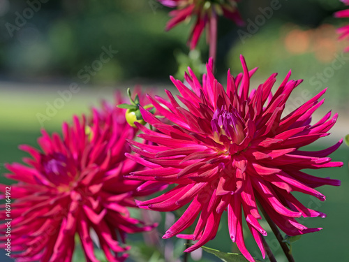 Fototapeta Naklejka Na Ścianę i Meble -  Dahlien, Dahlias