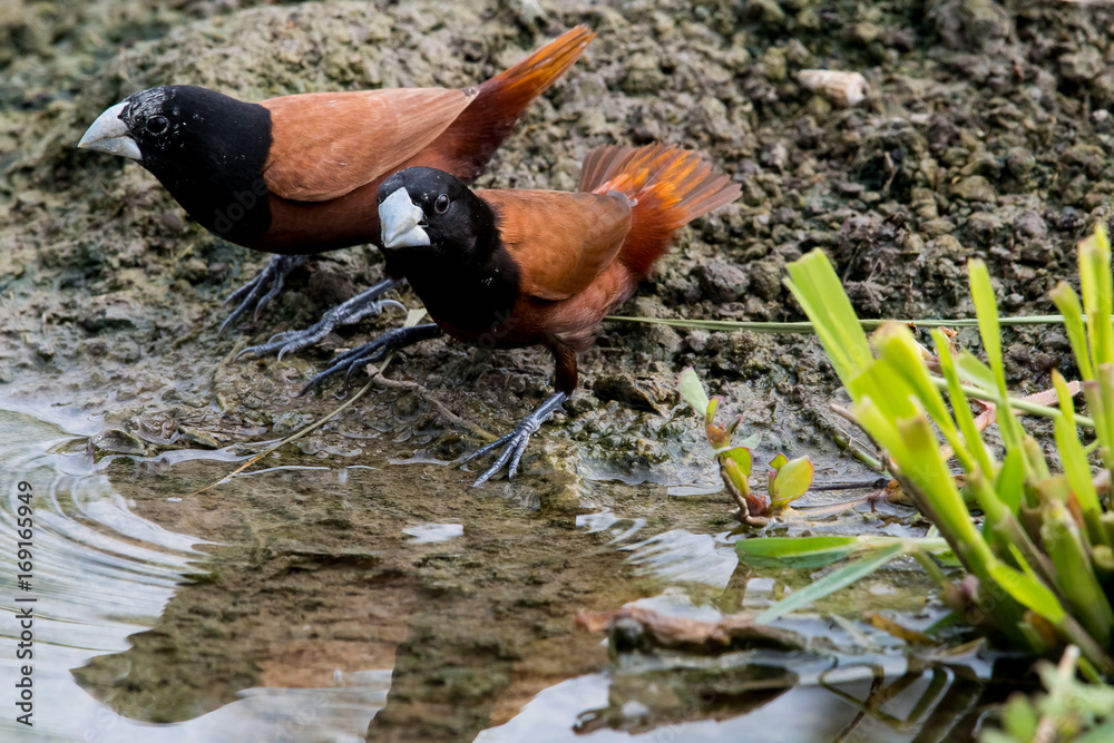 Fototapeta premium Chestnut Munia