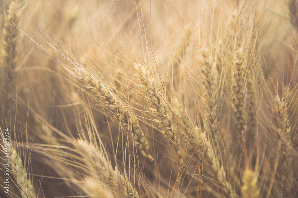 Fototapeta premium Golden wheat ears close up toned image